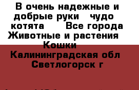 В очень надежные и добрые руки - чудо - котята!!! - Все города Животные и растения » Кошки   . Калининградская обл.,Светлогорск г.